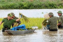 Bắc Ninh: Công an xã Yên Thế giúp dân thu hoạch lúa bị ngập do mưa lớn