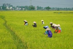 Liên kết làm nông
