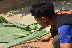 Món ngon dân dã từ kiến