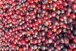 Cà phê quay đầu giảm mạnh 1.800 đồng/kg trong ngày cuối tháng 5