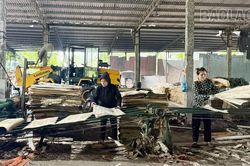 Đảm bảo an toàn tại các xưởng gỗ ván bóc