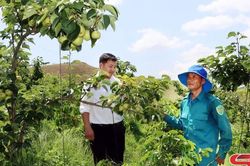 Chiềng Sung phát huy thế mạnh nông nghiệp