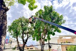 Chủ động phòng ngừa cây xanh ngã đổ trong mùa mưa