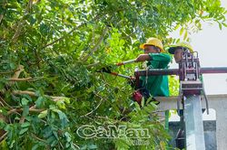 Chủ động phòng ngừa cây xanh ngã đổ trong mùa mưa