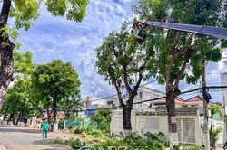 Chủ động phòng ngừa cây xanh ngã đổ trong mùa mưa