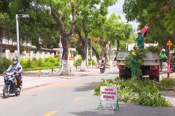 Chủ động phòng ngừa cây xanh ngã đổ trong mùa mưa