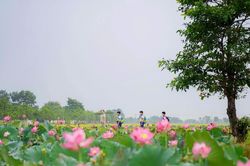 Tháng 6 đến Huế: Nghe nhạc quốc tế, ngắm sen Tịnh Tâm