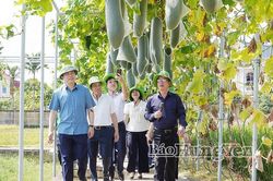 Hưng Yên: Thúc đẩy liên kết chuỗi giá trị nông nghiệp bền vững