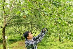 Phát triển cây trồng giá trị kinh tế cao, thúc đẩy kinh tế nông nghiệp hàng hóa bền vững
