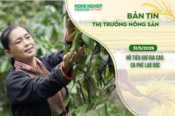 Thị trường nông sản 31/5/2026: Hồ tiêu giữ giá cao, cà phê lao dốc