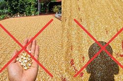 Xử phạt người đăng tin 'nắng nóng thóc phơi ngoài trời nổ thành bỏng'