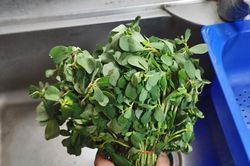 Nắng nóng đỉnh điểm, mẹ tôi cứ luân phiên nấu 4 món rau tươi mát này, ai ăn cũng khen ngon hoàn hảo lại 'xua' nóng bức