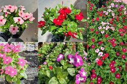'Điều hòa xanh' cho nhà phố: 8 loại cây hạ nhiệt, lọc bụi mịn cực đỉnh trong mùa nắng nóng