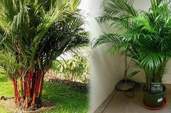 'Điều hòa xanh' cho nhà phố: 8 loại cây hạ nhiệt, lọc bụi mịn cực đỉnh trong mùa nắng nóng