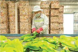 Tái chế nhựa - Phần 2: Nhựa tái sinh gặp khó vì chi phí cao