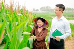 Bảo hiểm nông nghiệp: Từ lưới an sinh đến công cụ quản trị rủi ro