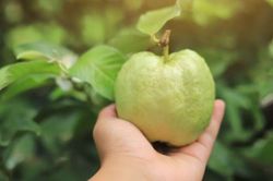 Bí quyết giảm cân bất ngờ từ loại quả quen thuộc với người Việt