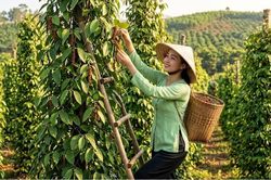 Giá tiêu hôm nay 1.6 đi ngang, nguồn cung ổn định trên cả nước