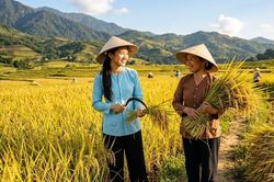 Giá gạo xuất khẩu duy trì ổn định, triển vọng tháng 6 ra sao?