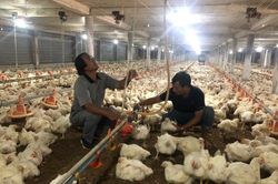 Nông dân TPHCM 'hái tiền' từ 'vũ trụ công nghệ'
