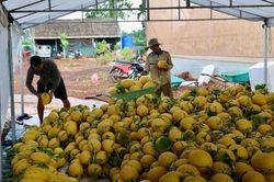 Nông dân TPHCM 'hái tiền' từ 'vũ trụ công nghệ'