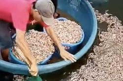 50.000 con tôm chết trắng, chủ hồ phát hiện vật lạ dưới đáy ao