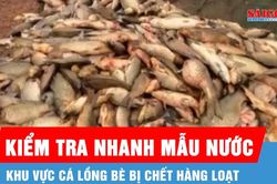 TP Đồng Nai: Kiểm tra nhanh mẫu nước tại khu vực cá chết hàng loạt