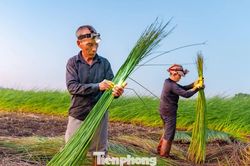 Theo chân người dân ra đồng từ mờ sáng vào vụ thu hoạch cói