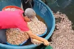 Tôm chết trắng hồ, hút cạn nước phát hiện vật lạ