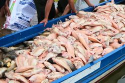 Hé lộ nguyên nhân ban đầu khiến hơn 200 tấn cá chết trắng hồ Trị An