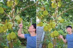 Mạnh Trường khoe mít trĩu quả trong biệt thự nhà vườn, con trai Jennifer Phạm cao vượt mẹ