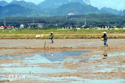Nắng nóng kéo dài gây nhiều áp lực lên đời sống và sản xuất ở Quảng Trị