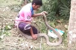 Bắt sống rắn hổ mang chúa dài 3,3 mét ẩn nấp trong bụi tre