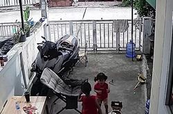 Bé gái 1 tuổi khóc thét khi đối mặt rắn hổ mang trong sân nhà