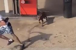 Chó XL Bully nổi điên cắn bé gái rồi tấn công nam thanh niên giữa phố