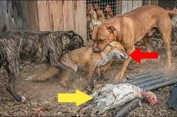Vào làng trộm gà, cáo thành nạn nhân của hai chó pitbull