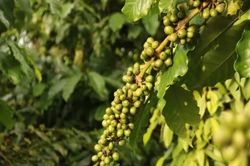 Giá nông sản ngày 1/6: Cà phê trong nước đảo chiều giảm sau chuỗi tăng kéo dài