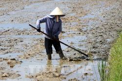 Chủ động sản xuất vụ Hè Thu trước thách thức thời tiết