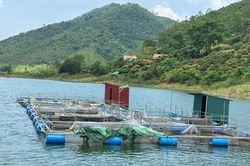 Cấm Sơn xanh hơn