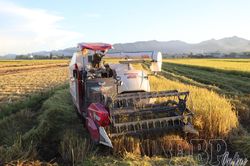 Vụ lúa đông xuân vượt khó đạt năng suất