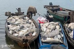 Cá chết tại phường Trị An là do sự biến đổi đột ngột, bất lợi về môi trường