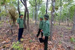Gia Lai: Áp lực giữ rừng ngày càng gia tăng
