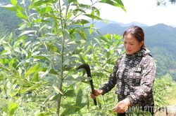 Phát triển sản xuất ở Châu Sơn