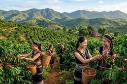 Giá cà phê hôm nay 1/6: Robusta và Arabica cùng lao dốc