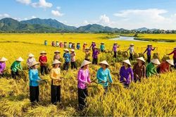 Gi&aacute; l&uacute;a gạo h&ocirc;m nay 1/6: L&uacute;a thơm giảm gi&aacute;, gạo xuất khẩu vẫn giữ vững