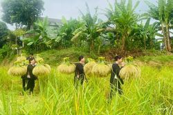 Niềm vui mùa gặt