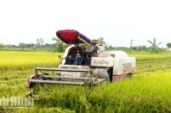 Vụ Mùa 2026: Nhận diện thách thức, chủ động ứng phó