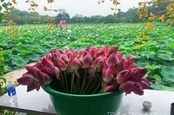 Hương sen gọi mùa