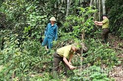 Giữ màu xanh những cánh rừng Đà Bắc