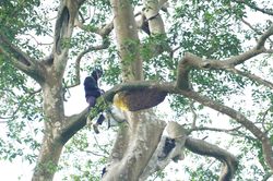 Săn ong mật giữa đại ngàn Trường Sơn